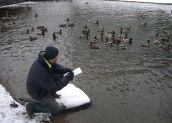 Жители Запорожской и Херсонской областей могут подключиться к акции по мониторингу водоплавающих птиц «Серая шейка»