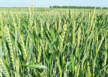 В Херсонской области активно проверяют качество посевного материала под яровой сев 2025 года