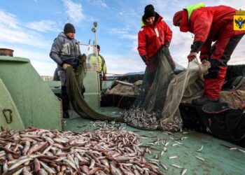 Россельхознадзор подтвердил безопасность рыбы в Херсонской области