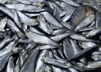 Россельхознадзор не обнаружил загрязнений в пробах рыбы из Черного и Азовского морей